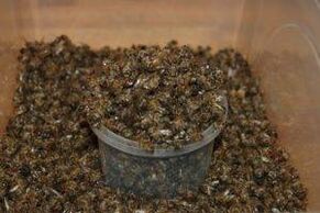 bees dug to increase potential