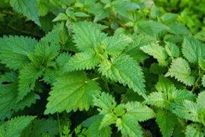 herbs to increase potential